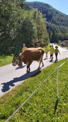 Almabtrieb 2020